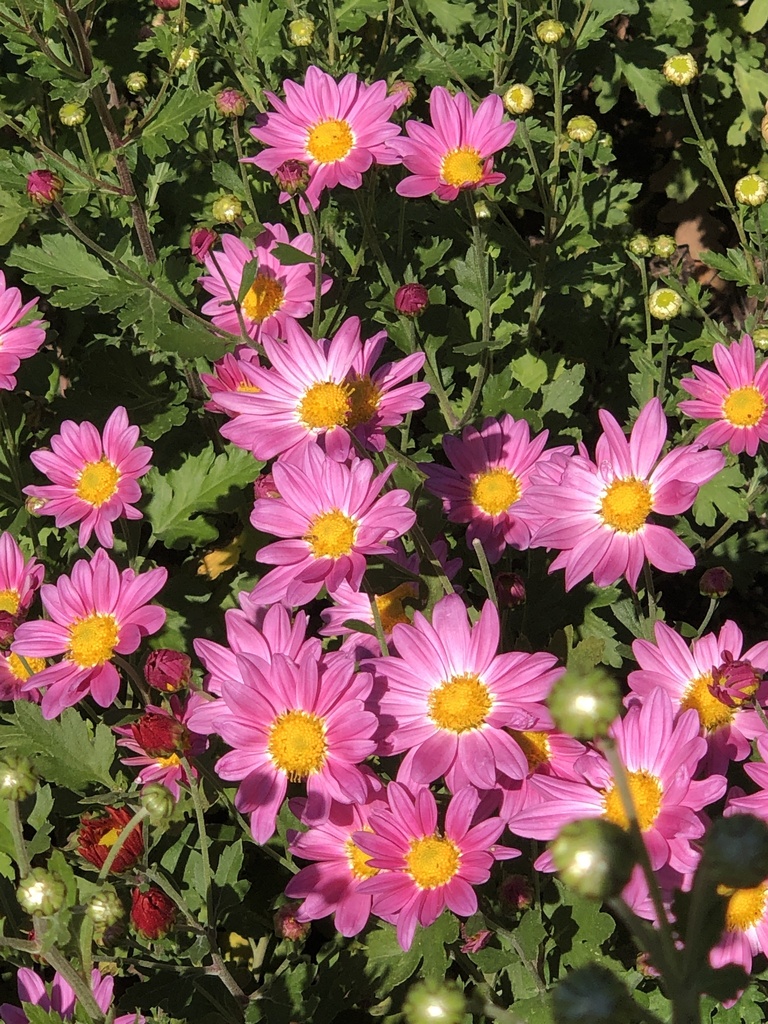 Chrysanthemum × rubellum
