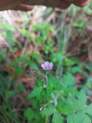 Geranium seemannii