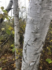 Betula papyrifera