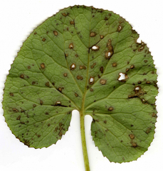 Petasites pyrenaicus