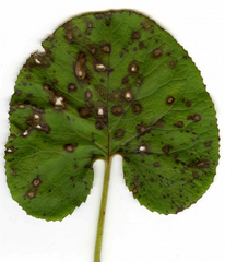 Petasites pyrenaicus