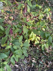 Phytolacca americana