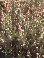 Atriplex barclayana