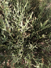Genista mugronensis