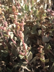 Atriplex barclayana