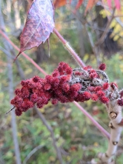 Rhus