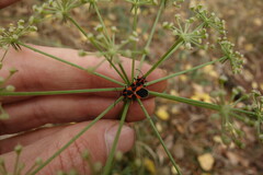 Tropidothorax leucopterus