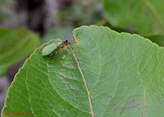 Polydrusus impressifrons