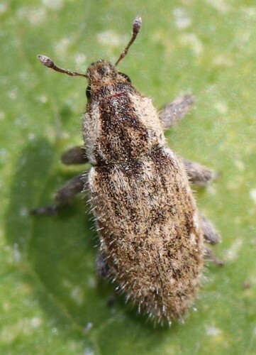 Microlarinus lareynii (Jacquelin du Val, 1852)