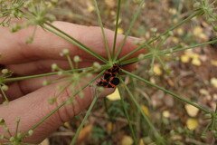 Tropidothorax leucopterus