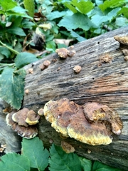 Fuscoporia gilva