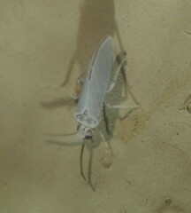 Coniopterygidae