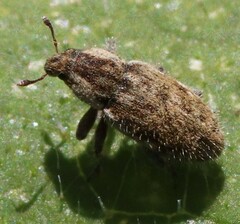 Microlarinus lareynii