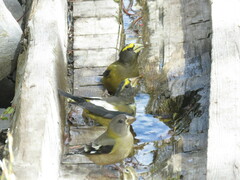 Coccothraustes vespertinus
