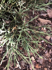 Genista mugronensis