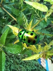 Calliphara excellens