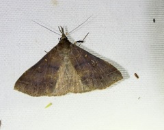 Renia discoloralis