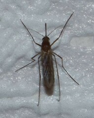 Aedes vexans