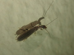 Embiidae