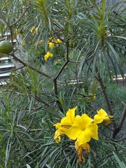 Cascabela thevetioides