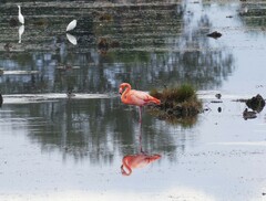 Phoenicopterus ruber