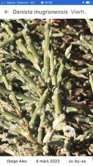 Genista mugronensis