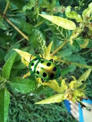 Calliphara excellens