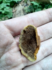 Fuscoporia gilva