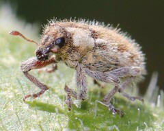 Microlarinus lareynii