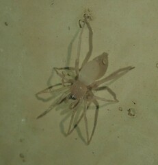 Leptodrassinae