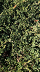 Juniperus procumbens