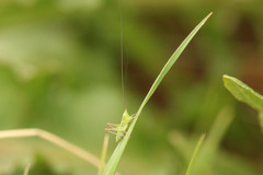 Conocephalus longipes