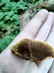 Fuscoporia gilva