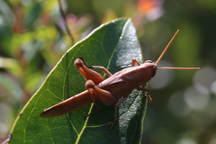 Schistocerca damnifica