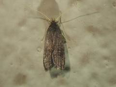 Lecithocera