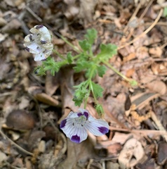 Nemophila maculata