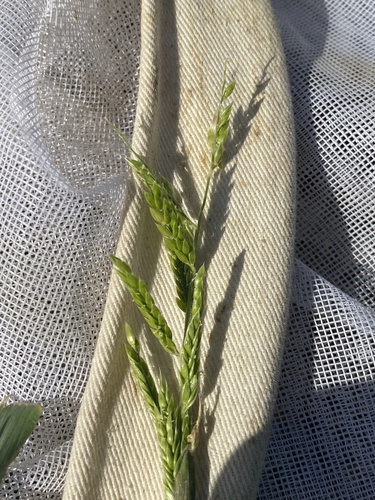 Eriochloa acuminata iNat (1)