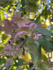 Hydrangea paniculata
