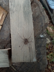 Scytodes globula