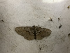 Iridopsis vellivolata