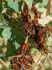 Tropidothorax sternalis