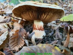 Calonarius splendens