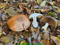 Calonarius splendens