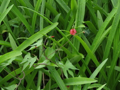 Ipomoea coccinea