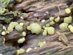 Trichoderma gelatinosum