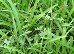 Ipomoea coccinea