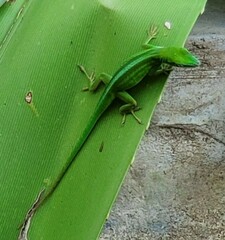 Anolis peynadoi