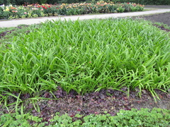 Ipomoea coccinea