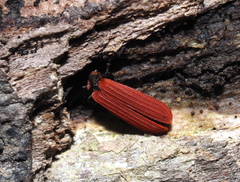 Dictyoptera aurora