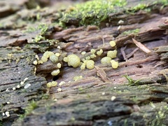 Trichoderma gelatinosum